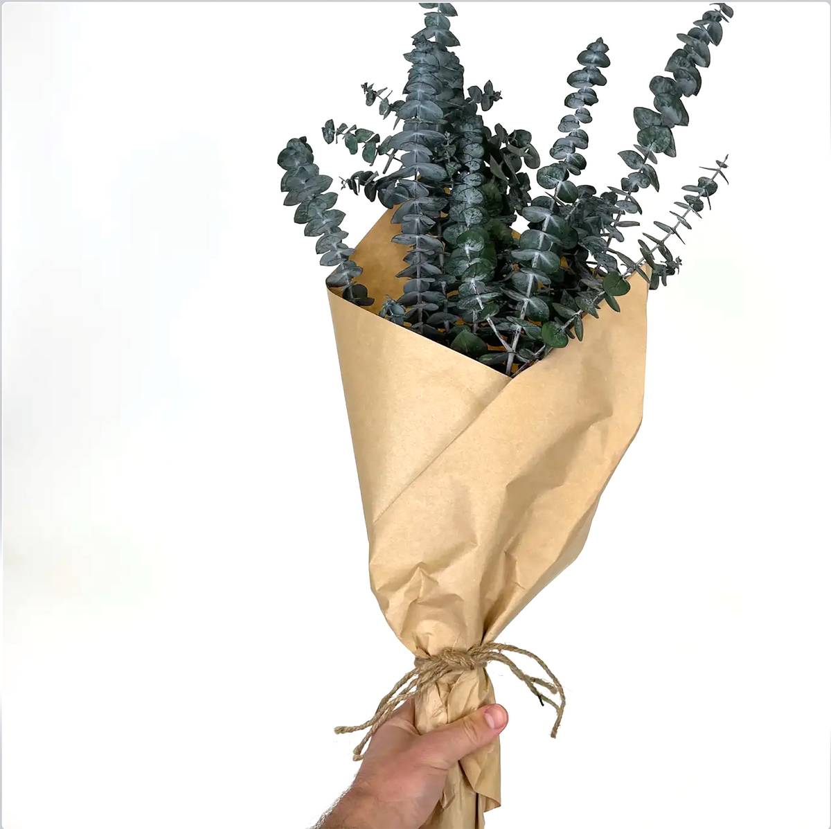 Preserved Baby Eucalyptus Bundle