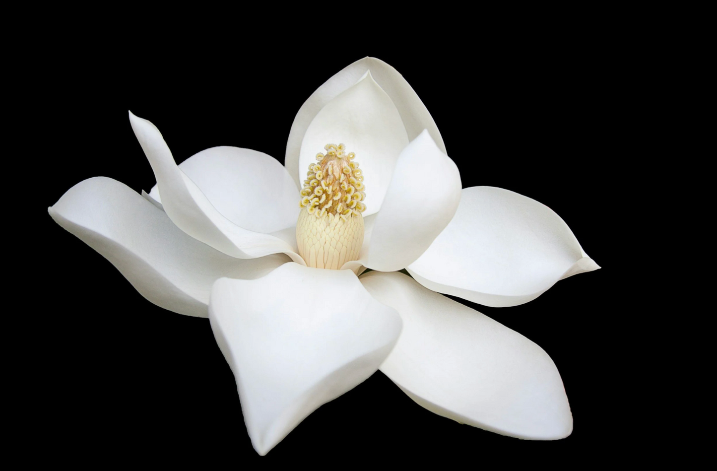 Flower Essences Consultation