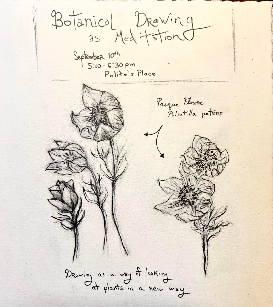 Botanical Drawing As Meditation