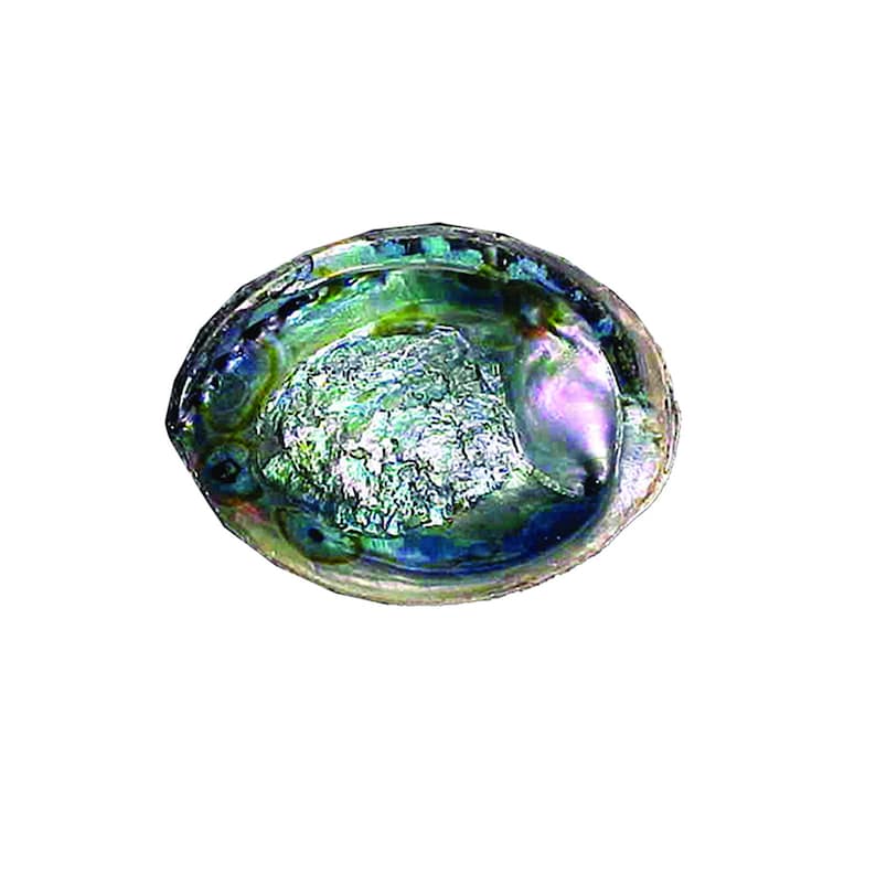 Green Abalone Shell