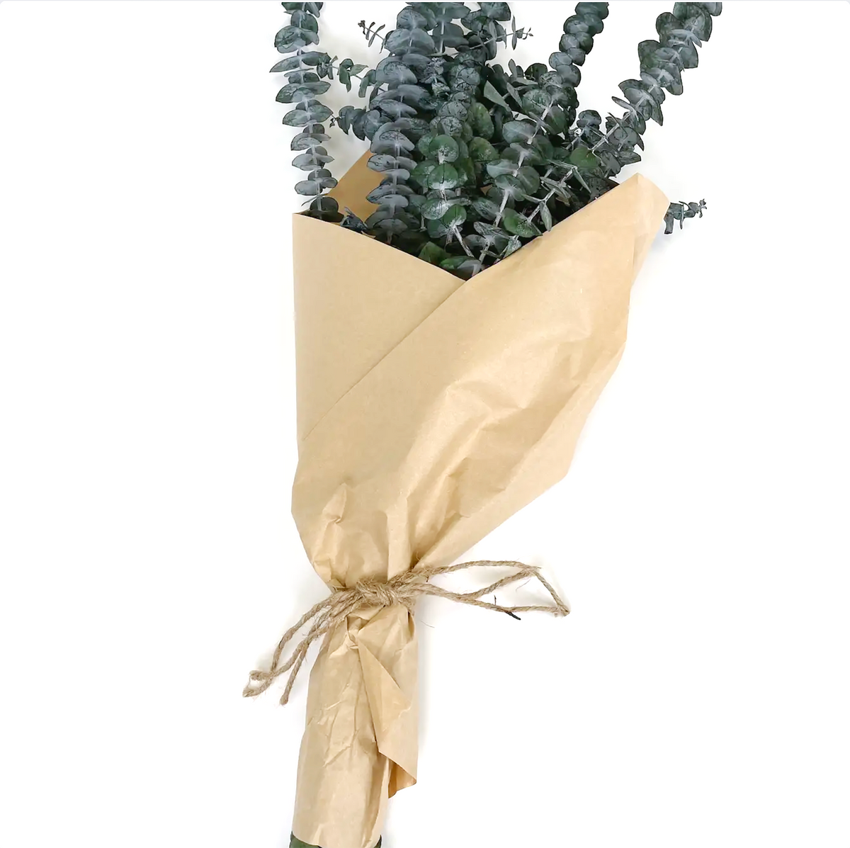 Preserved Baby Eucalyptus Bundle