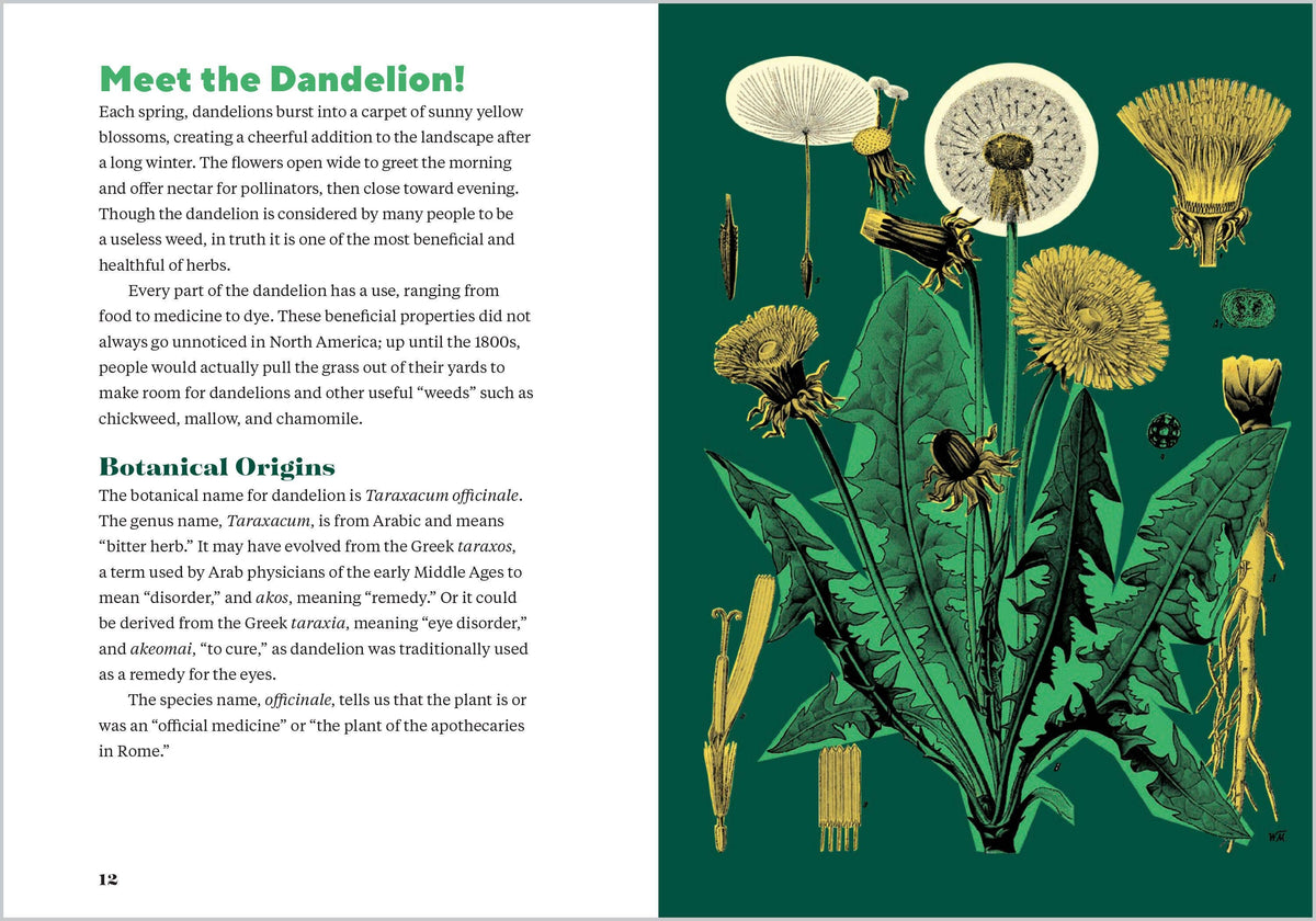 Dandelion Medicine