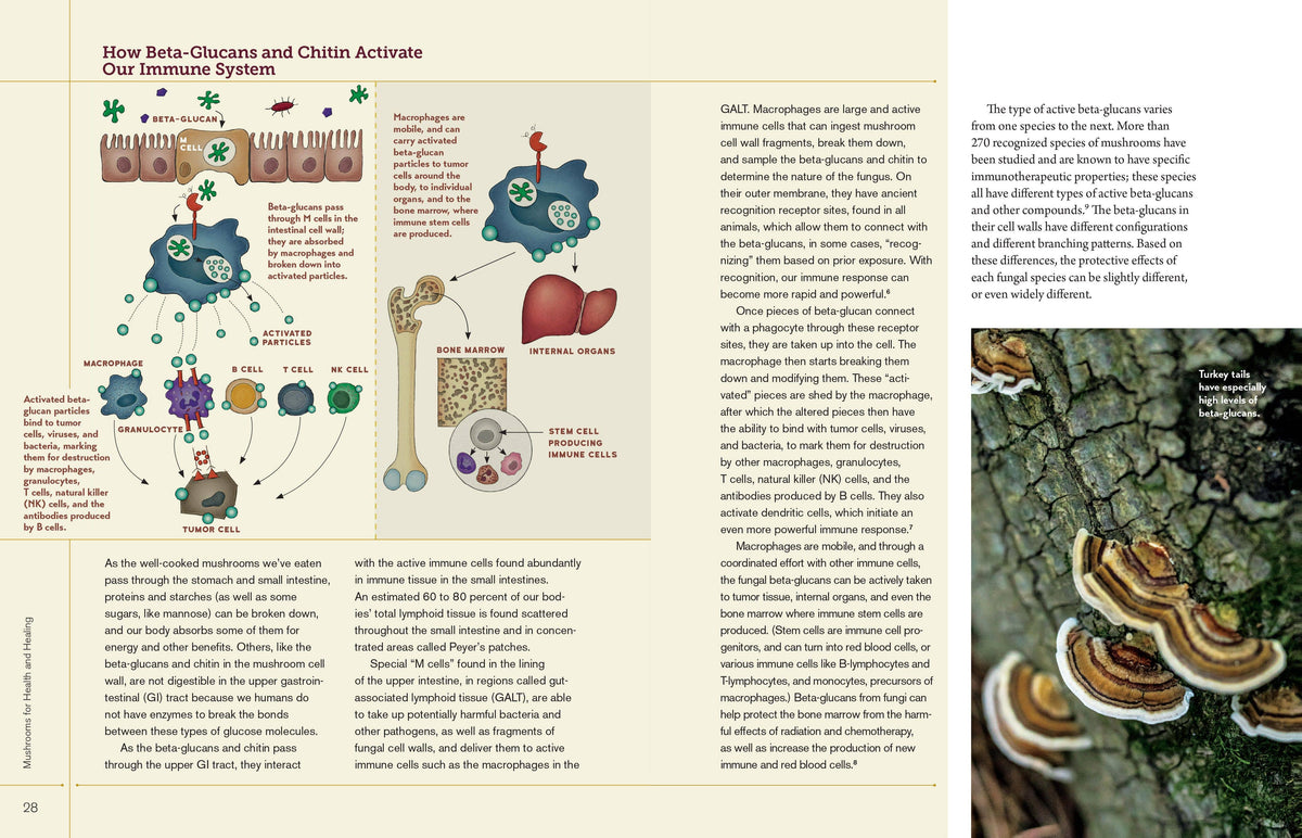 Christopher Hobbs's Medicinal Mushrooms: The Essential Guide