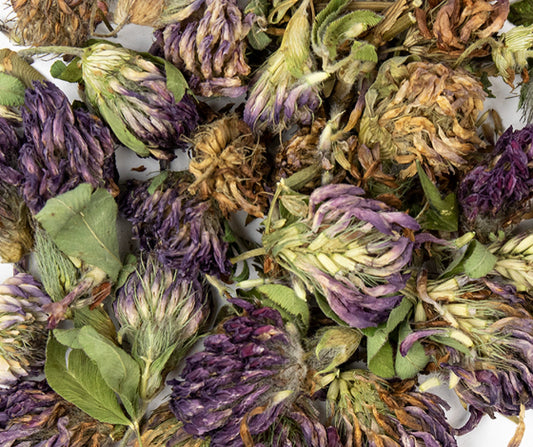 Red Clover Blossoms (Organic)