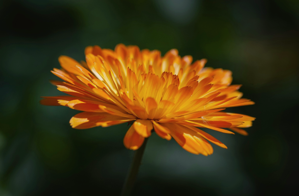 Botanical Drawing As Meditation