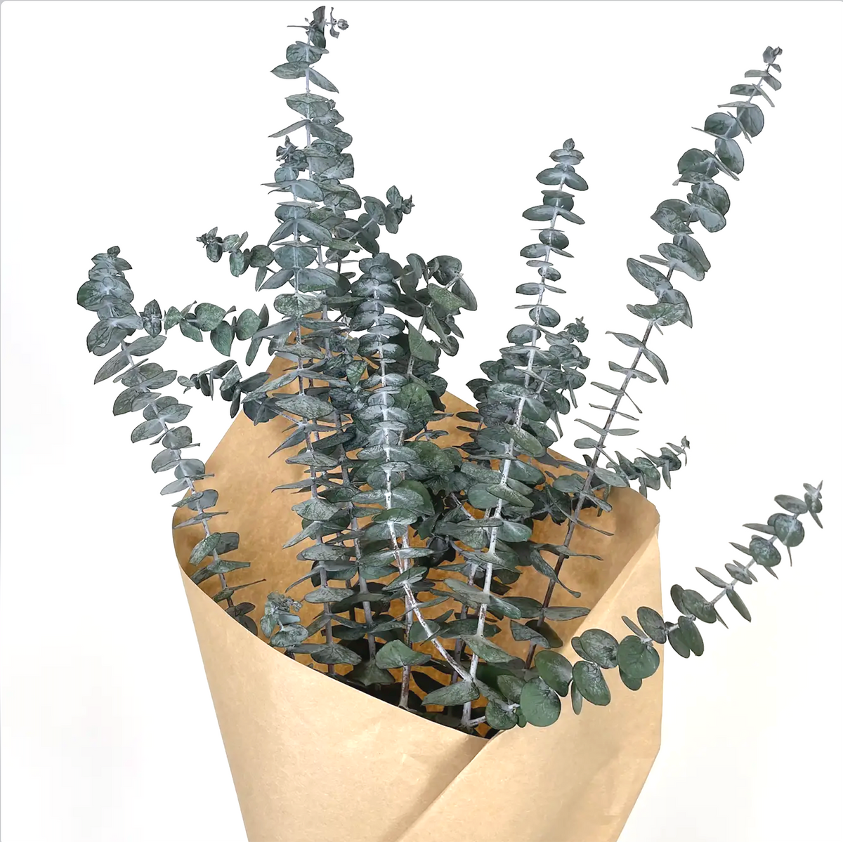 Preserved Baby Eucalyptus Bundle